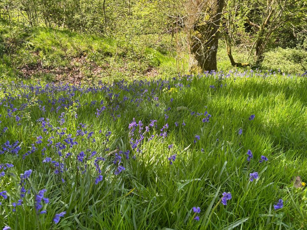 Bluebells in Worsell Wood